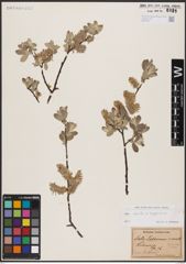 Foto von Salix aurita L. x Salix lapponum L.